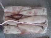 Loligo Squid Whole Round